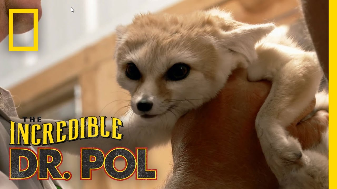 No Ordinary Farm Call | The Incredible Dr. Pol