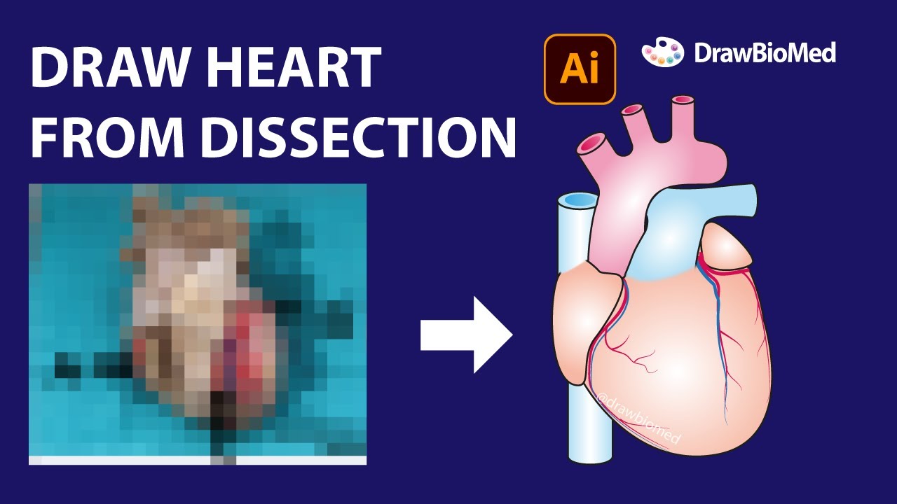 DRAW HEART ANATOMY Medical illustration | Graphical abstract | Scientific illustration