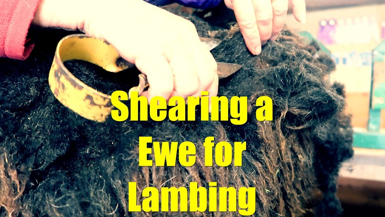 Shearing a Ewe for Lambing