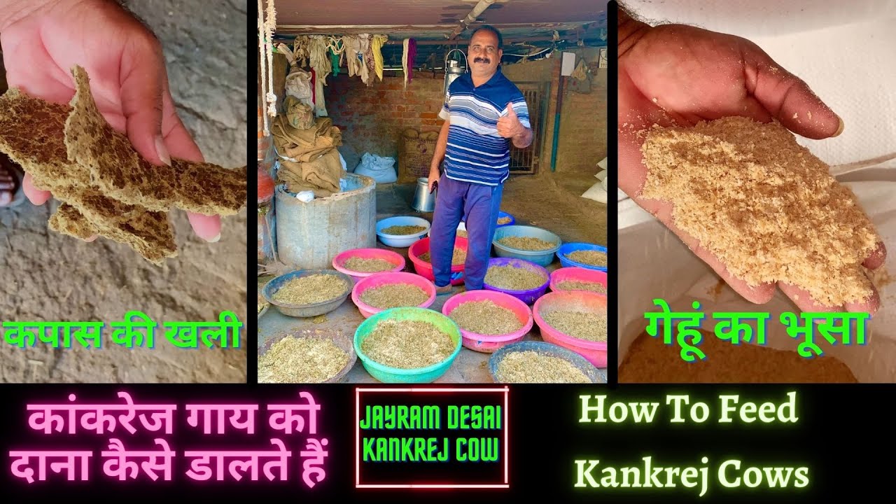 How To feed Milking Kankrej cow (Part - 2)| Jayram Desai Kankrej Cow #kankrejcow #jayramdesai #karan