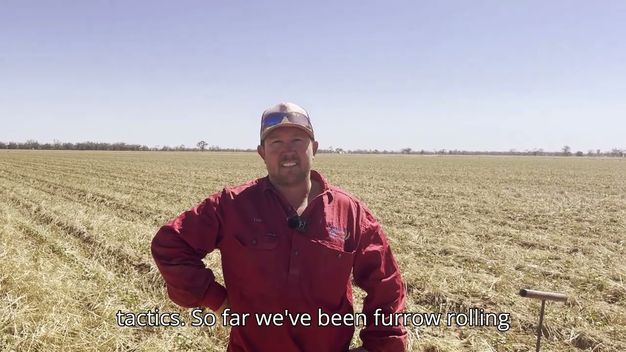 Cover cropping in the Macquarie Valley - Tim Gainsford faces new challenges in year three