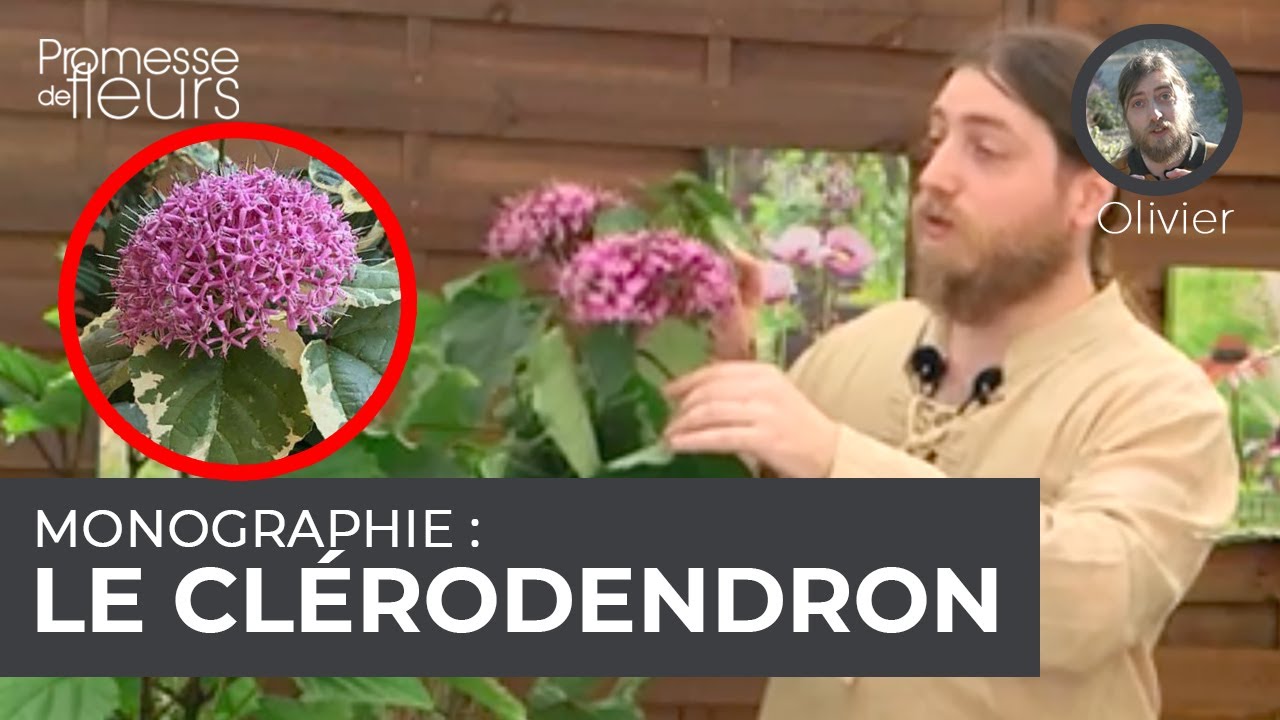Monographie : le clérodendron