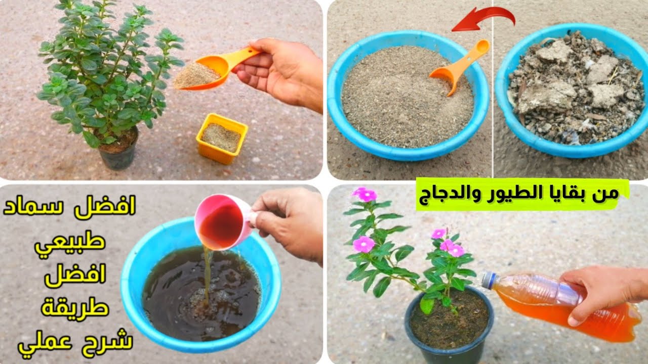 كيفية تحويل فضلات الطيور والدجاج إلى أقوى سماد طبيعي غذائي للنبات