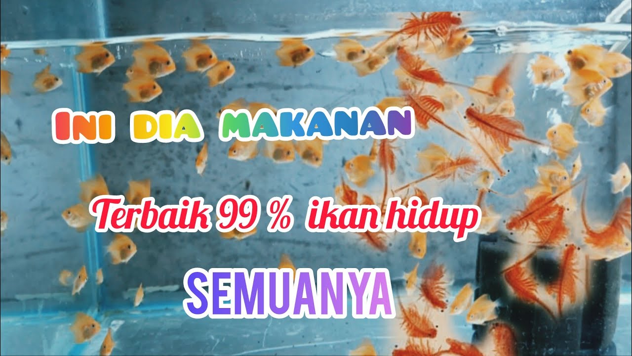 MAKANAN IKAN DISCUS ANAKAN,  Terbaik dan anti Meretel/Mati. 99% hidup semua.
