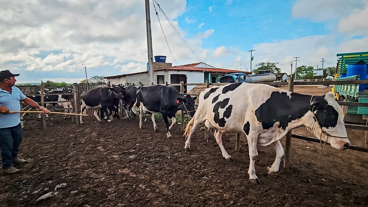 NOVILHAS LEITEIRAS DE 25 A 30 LITROS DE LEITE POR DIA, FAZENDA ZÉ DE DANDA!!