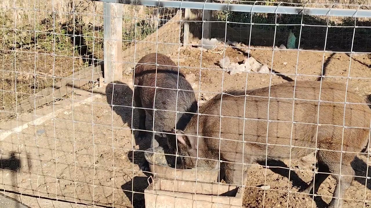 เลี้ยง​หมูป่า​เสริม​รายได้​ เลี้ยง​หมูป่า​แบบ​บ้าน​ๆ​ เลี้ยง​หมูป่า​ด้วย​เศษอาหาร​