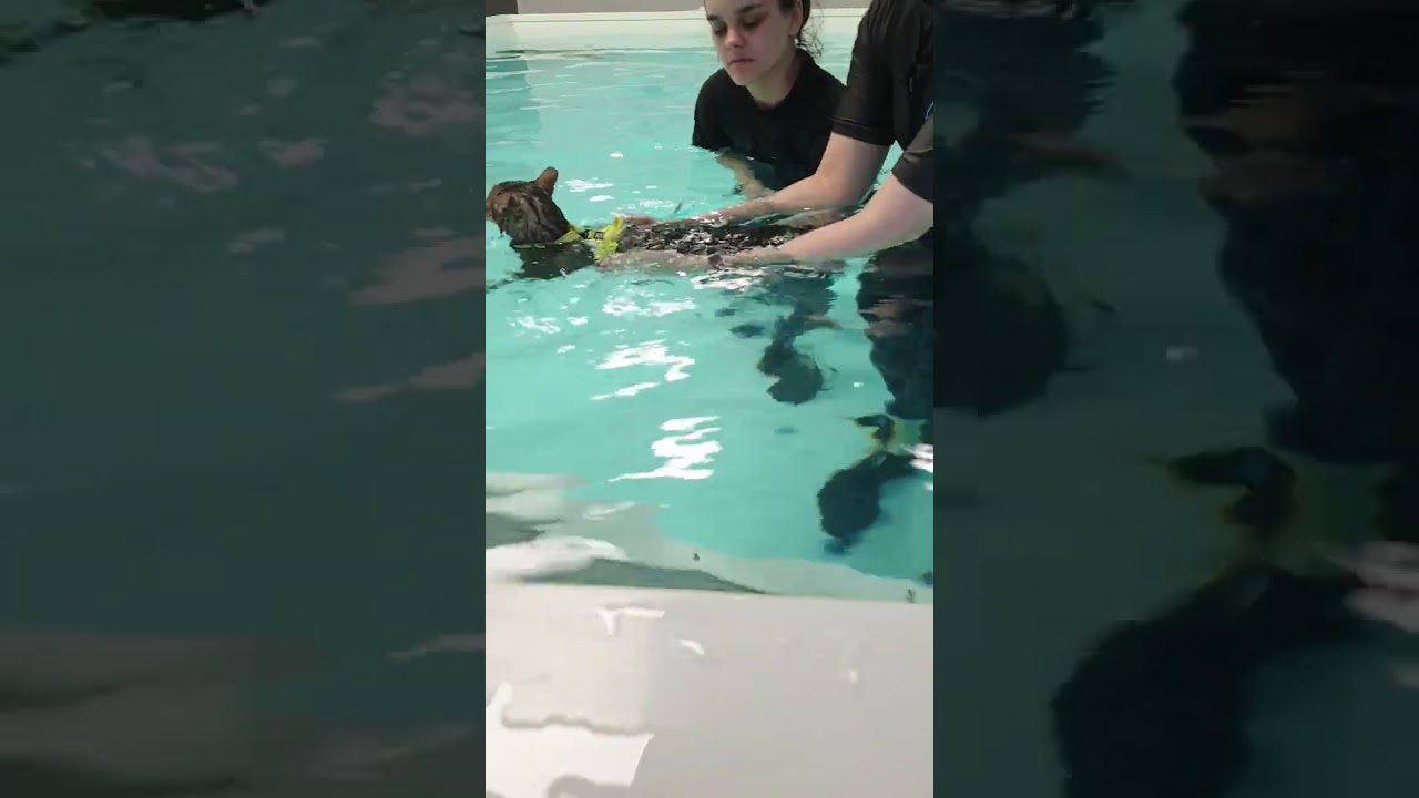 Cat Swimming lessons.