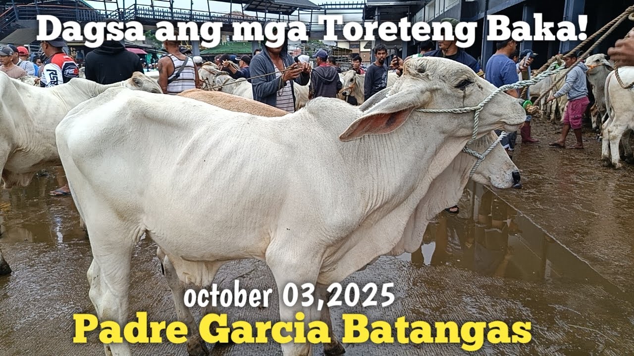 Dagsa ang mga Toreteng Baka!Padre Garcia Batangas