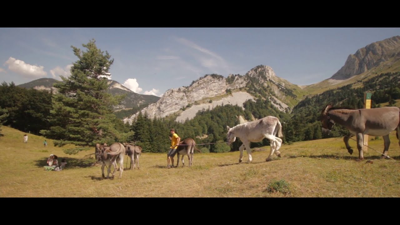 Randonner avec des ânes dans la Drôme, Vercors Sud.
