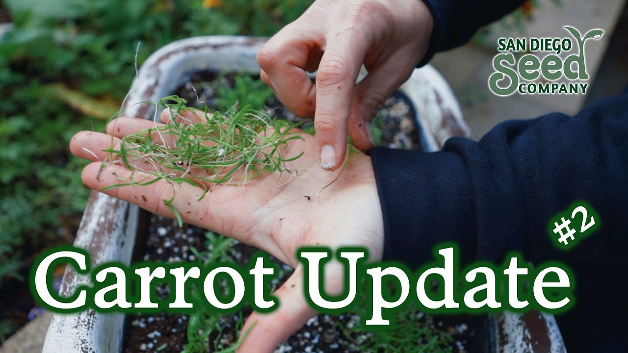 The Carrots Germinated! Now It's Time For The Hard Part