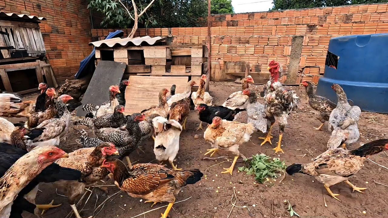 SÓ FOI EU COMPRAR A RAÇÃO DE CRESCIMENTO QUE OS PINTINHOS COMEÇOU A DESENVOLVER / GALINHAS CAIPIRAS 