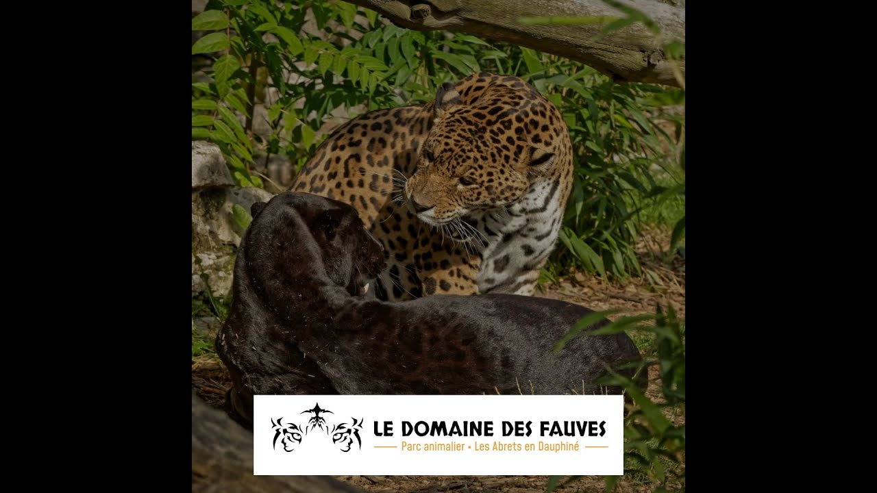 Les coulisses du Domaine des Fauves N 3