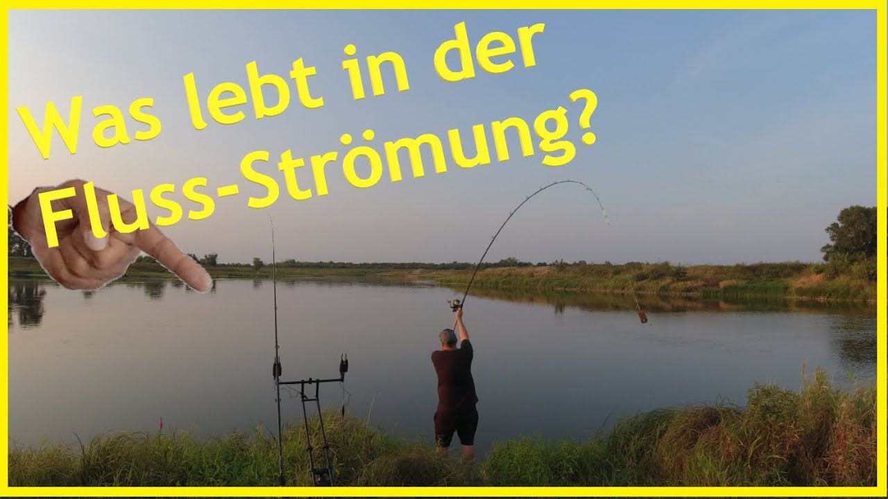 Angeln am Fluss auf Raubfisch und Friedfisch erfolgreich über Nacht  an der Elbe