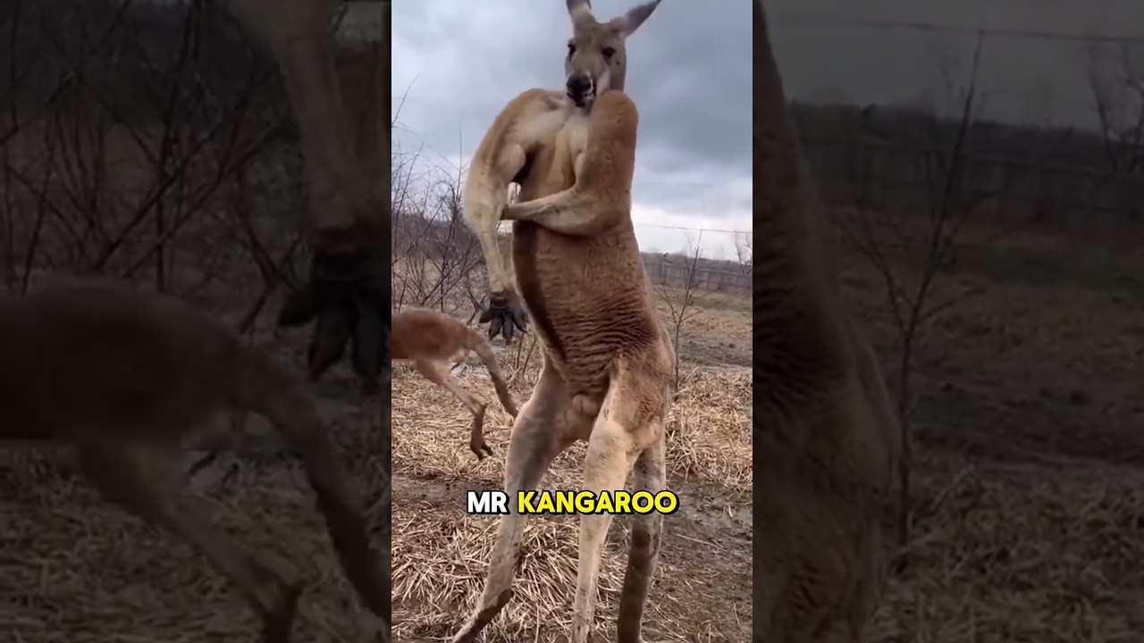 animal with big muscle #shorts #animals
