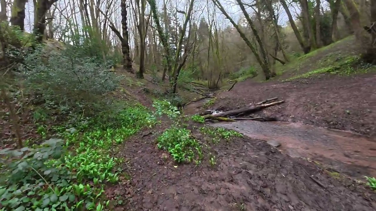 Solo Hike through Leigh Woods