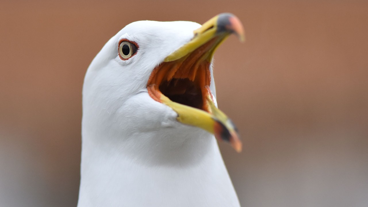 Seagull CPR, buried skier rescue & daredevils on icy waterfalls | The Forecasters