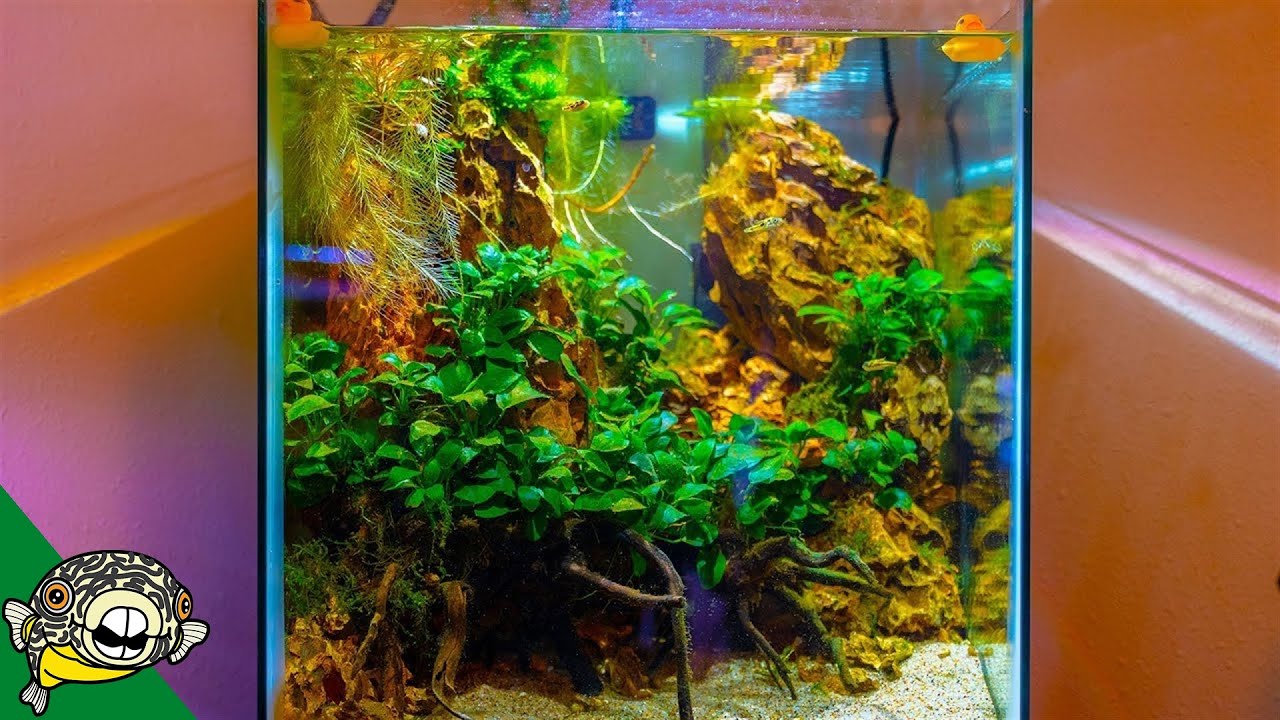 Planted Tank Fish Room Tour - I'm Jealous!