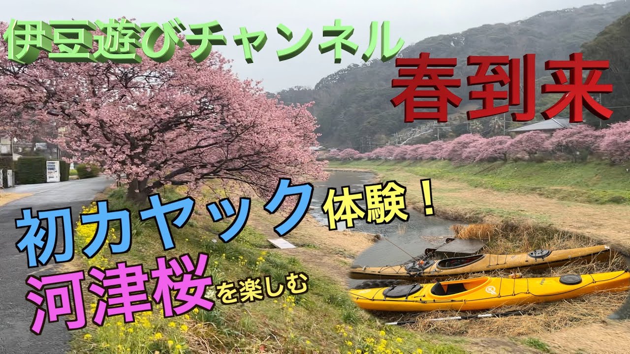 【伊豆カヤック】カヤックの上から満開の河津桜を眺めてみた！
