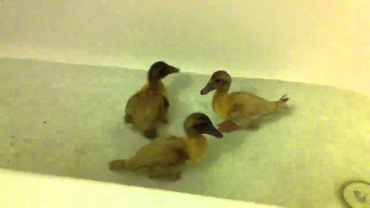 Duck first bath