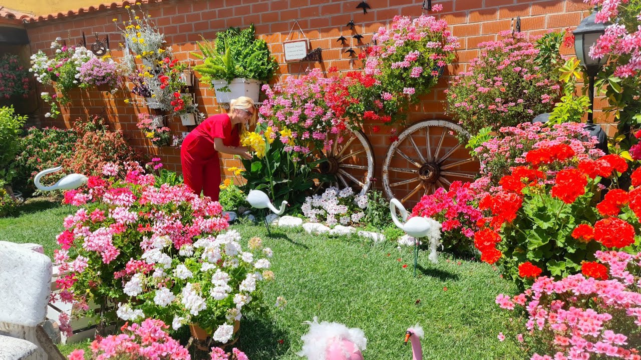 FLORES HERMOSAS EN TODO El VIDEO 🌹 PARA RELAJARSE 🦅🌹🎵 CON MI PAJARITO 🦅EN MI PATIO 🦅🎵🌹💐