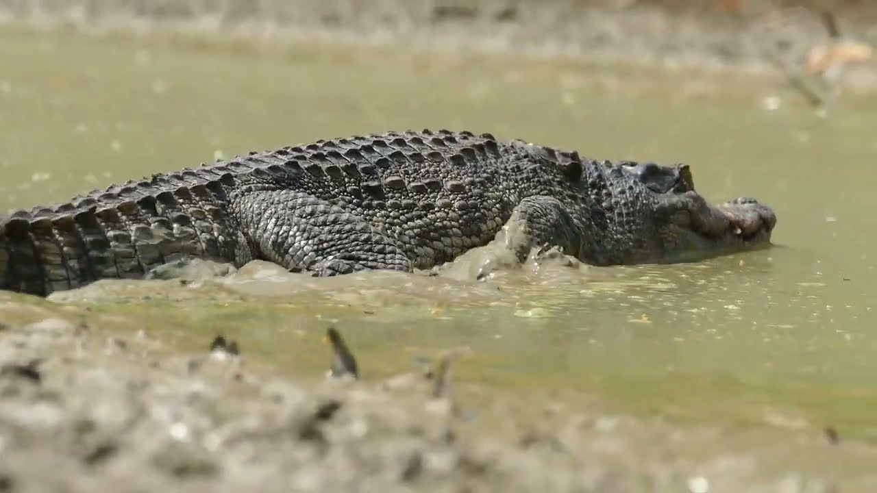 Best Crocodile Trap 2023 | Unbelievable Brave Man Catch Big Crocodile By Technique Tools