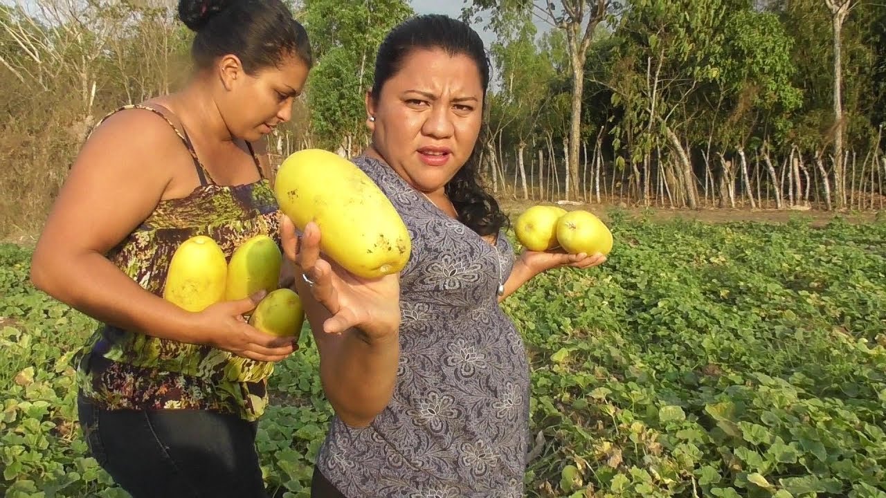 En El campo Cortando Pepinos Amarillos Para Una fresca Ensalada