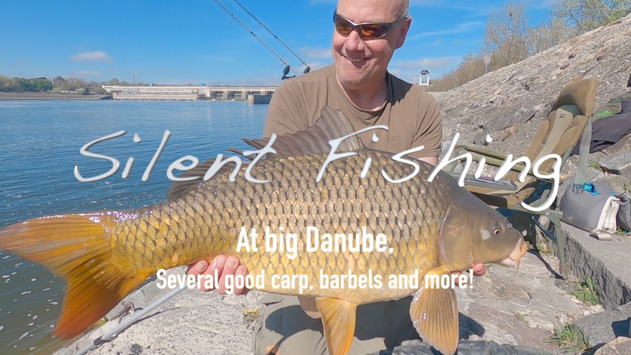 Several good carp, barbels and more, Danube! #fishing #river #carp