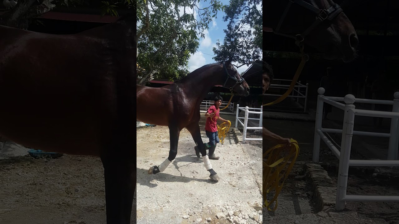 kuda pejantan warmblood import