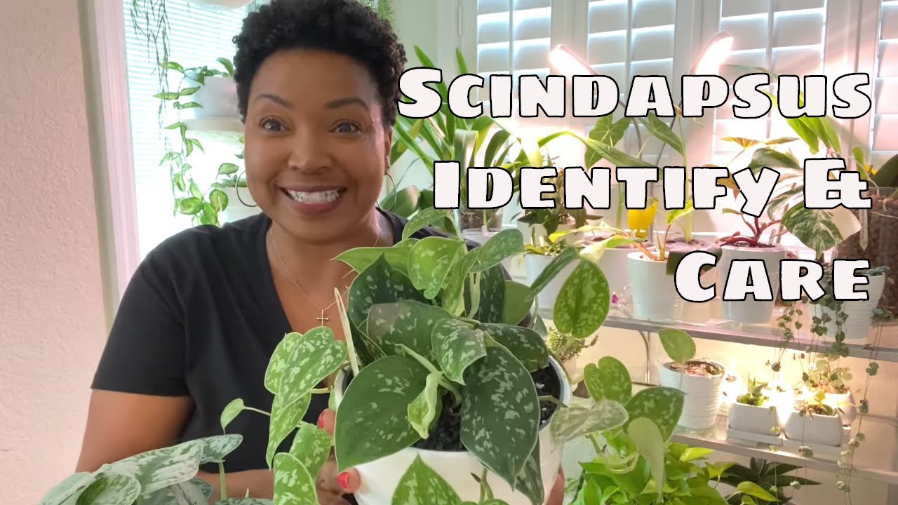 Scindapsus Pictus Exotica Silver Ann Argyraeus Compare, Identify and Care Tips Silver Pothos