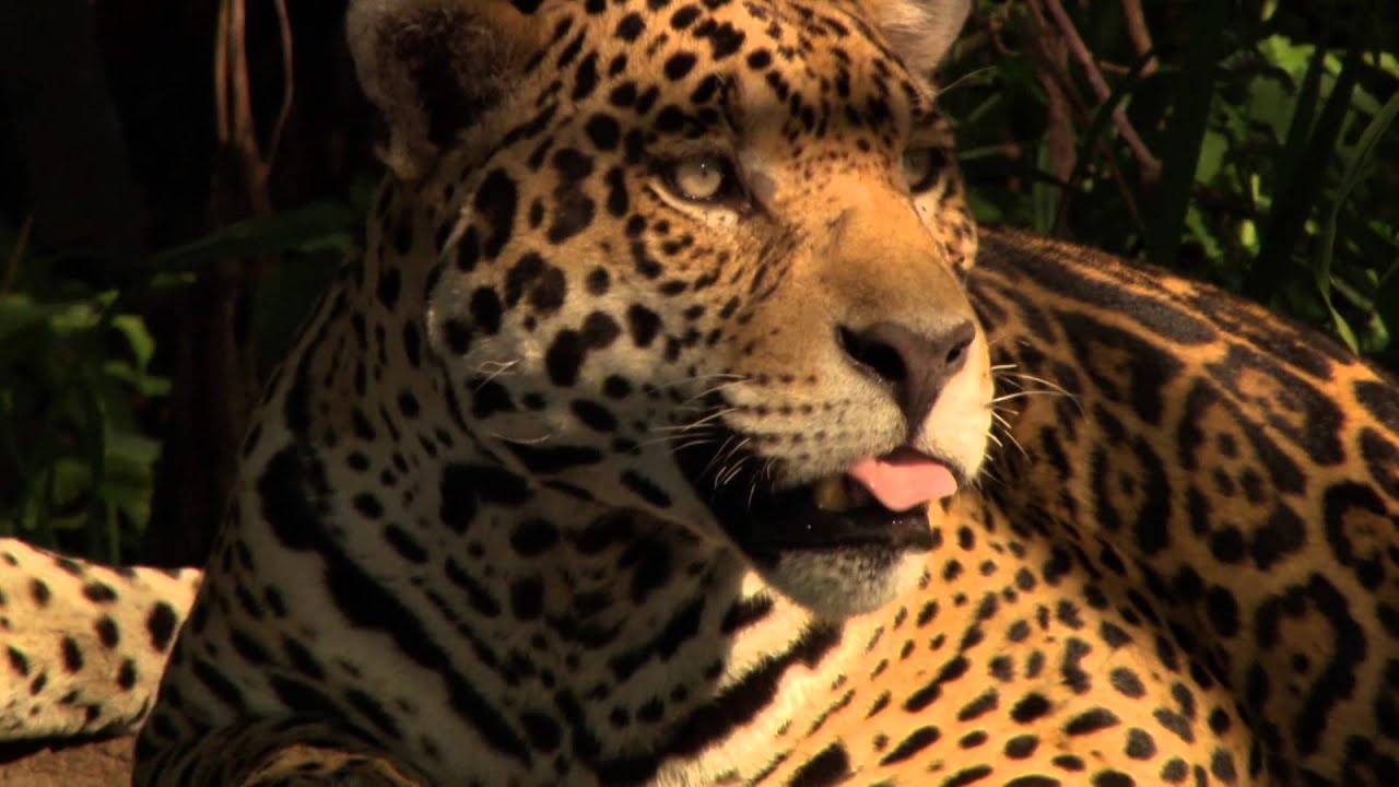 Le jaguar raconté par Vahina Giocante