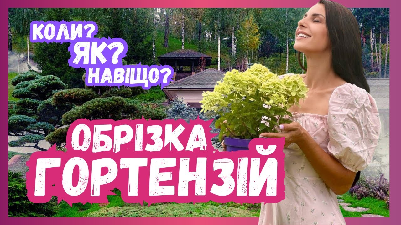 Обрізка гортензій.. Коли? Як? Навіщо? Подвійна обрізка? Важливе!