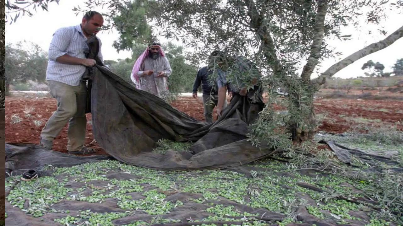 الزيتون النبالي /   Nabali is the Best Olive Oils of the Year