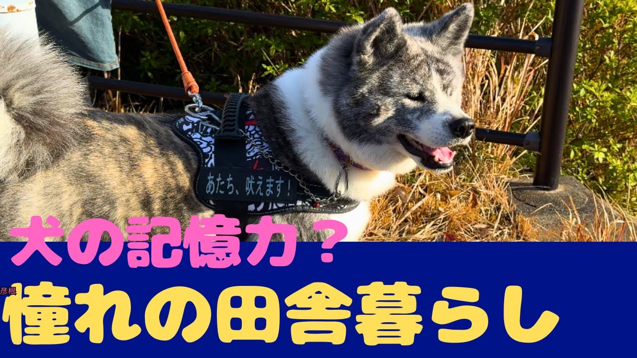 【秋田犬梅ちゃん】懐かしい場所でお散歩してみた