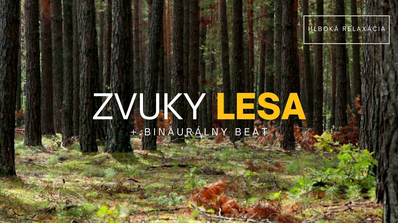 Vedecky dokázané: Odstránenie obáv a stresovania (Theta binaurálny beat v čarovnom lese)