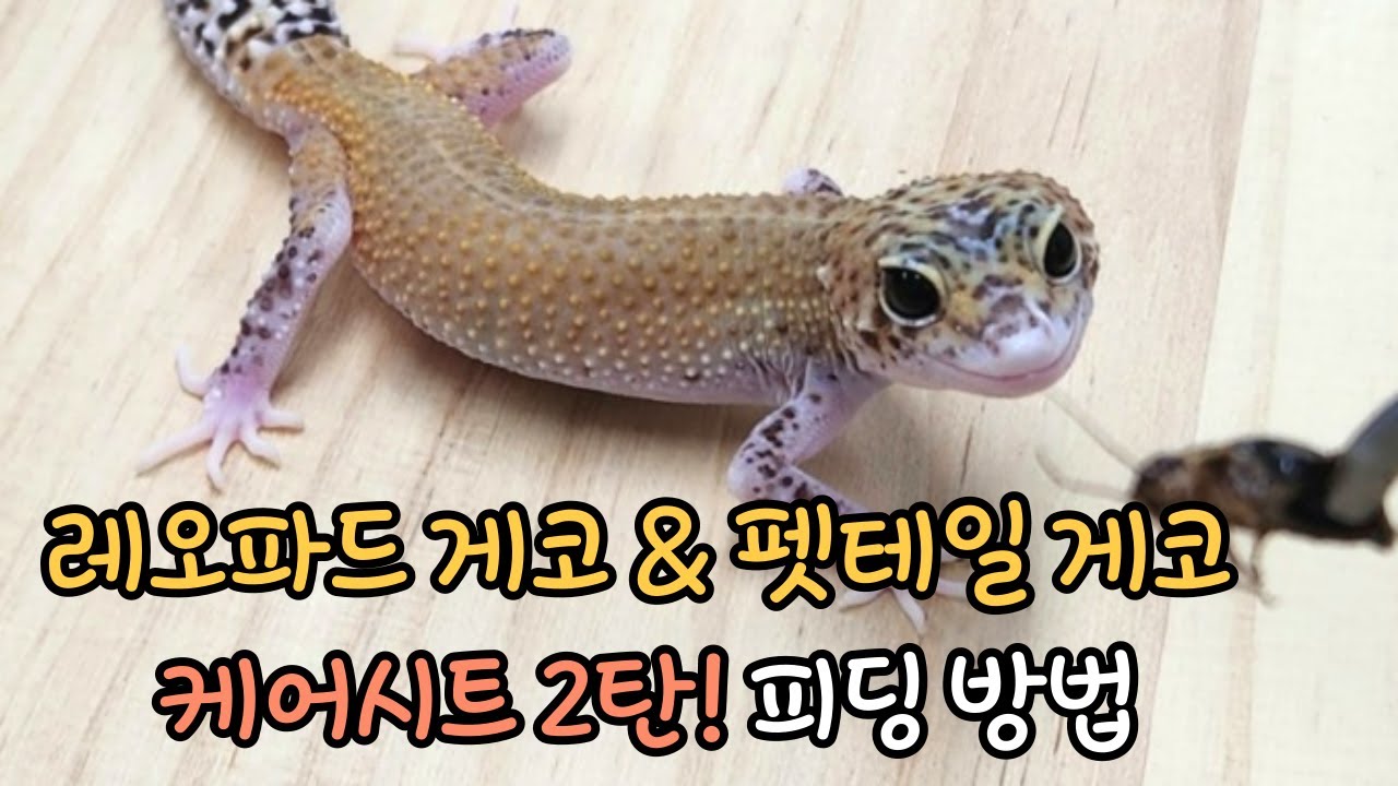 레오파드,펫테일 케어시트2 피딩
