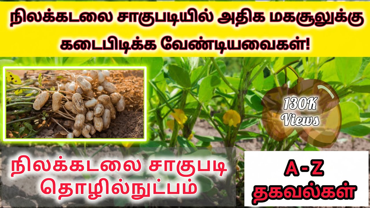 நிலக்கடலை சாகுபடி தொழில்நுட்பங்கள் | Groundnut cultivation technology