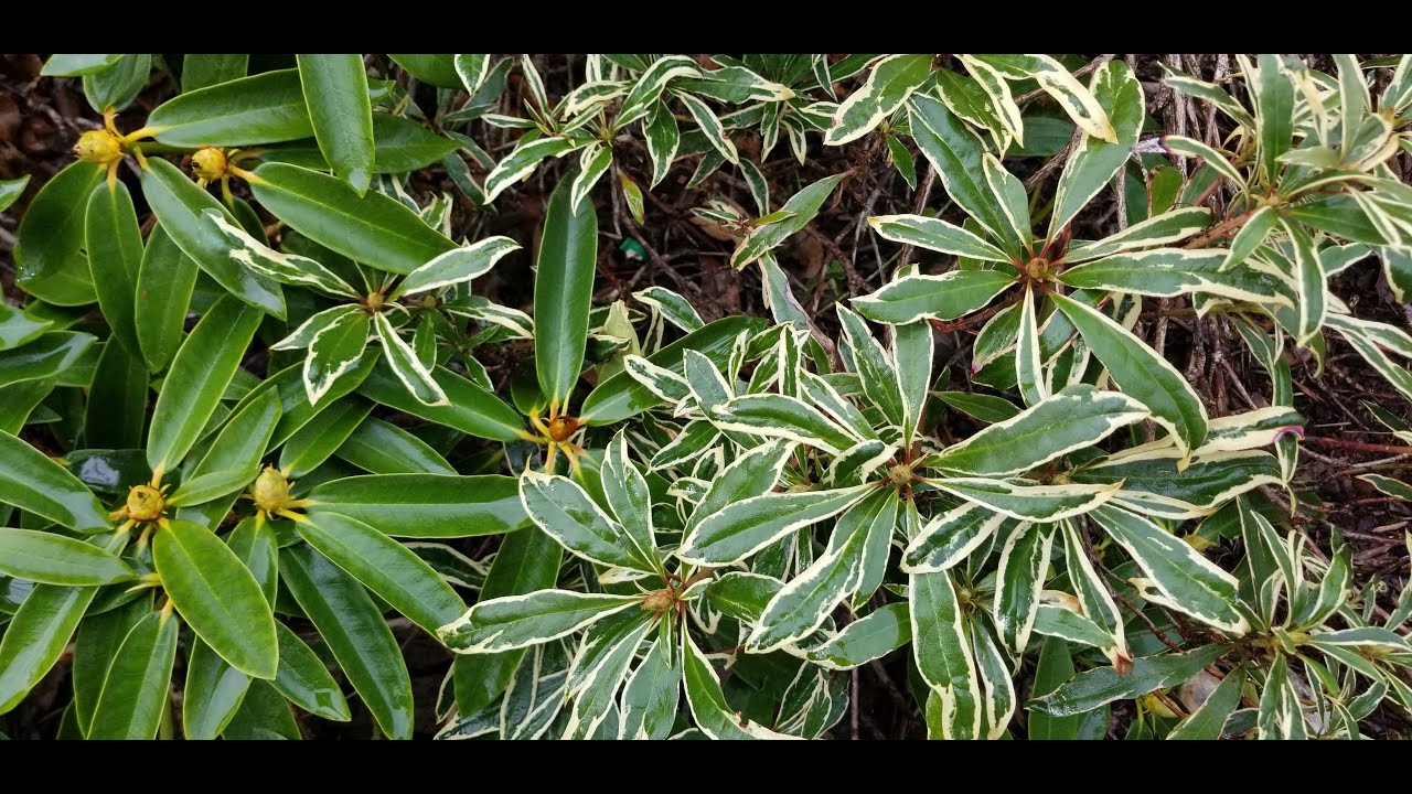 Propagate Rhododendron easily by layering