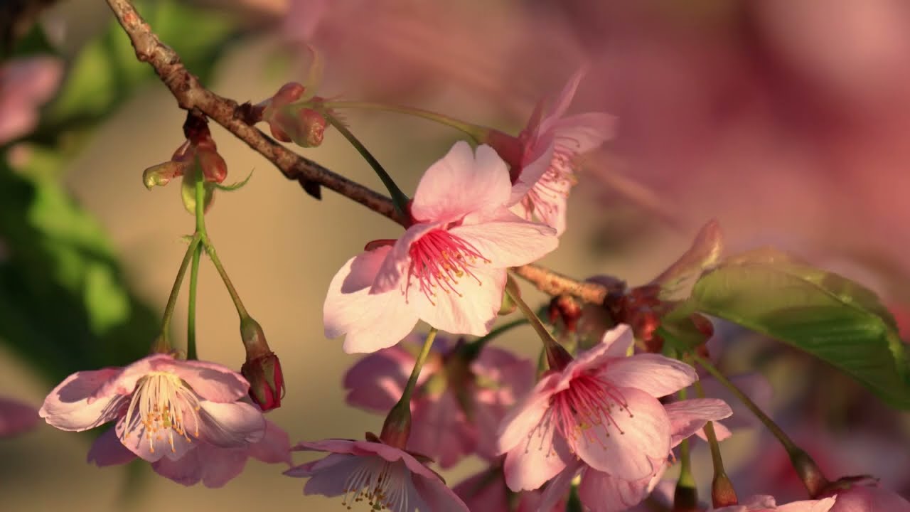 【自然、風景、写真スライドショー】さくら＃６