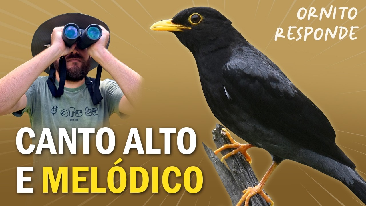 Você já ouviu o CANTO DO SABIÁ-UNA? Ornitólogo Responde 55