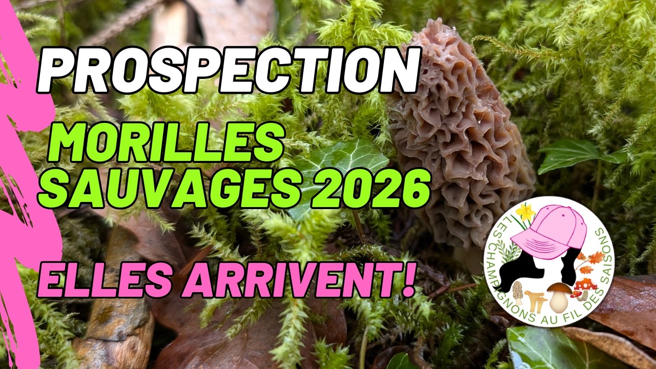 Prospection Morilles coniques 2026 - Elles arrivent ! Morchella deliciosa, 28 février 2026