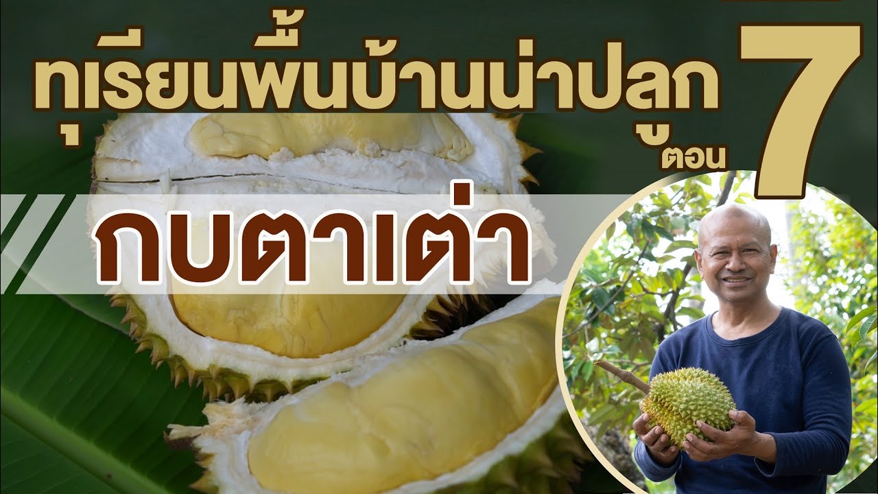 สวนตาก้าน ('66) : แนะนำทุเรียนน่าปลูก ตอน 7 