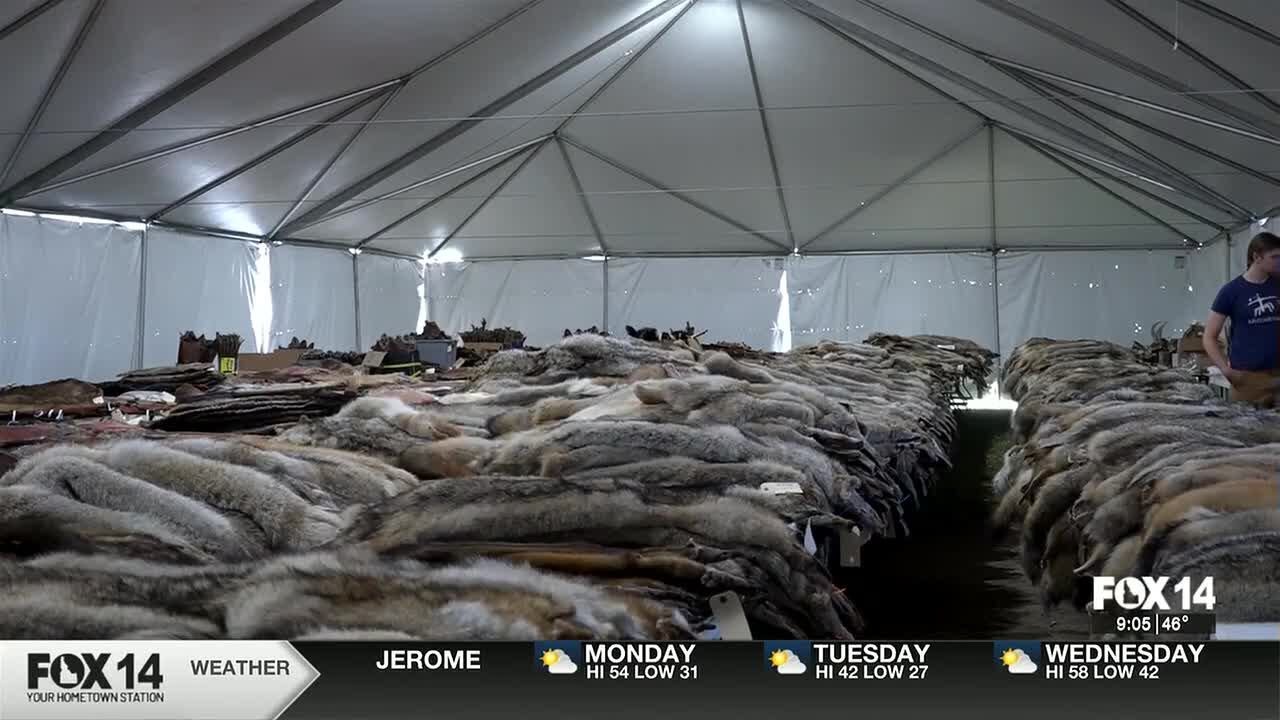 Fur sale in Glenns Ferry