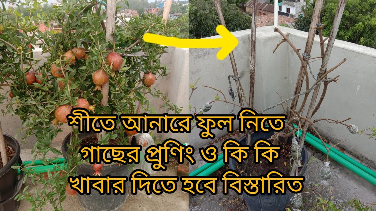 শীতে ফল নেওয়ার জন্য পরিচর্যা করতে হবে এখন থেকেই greenish weather 