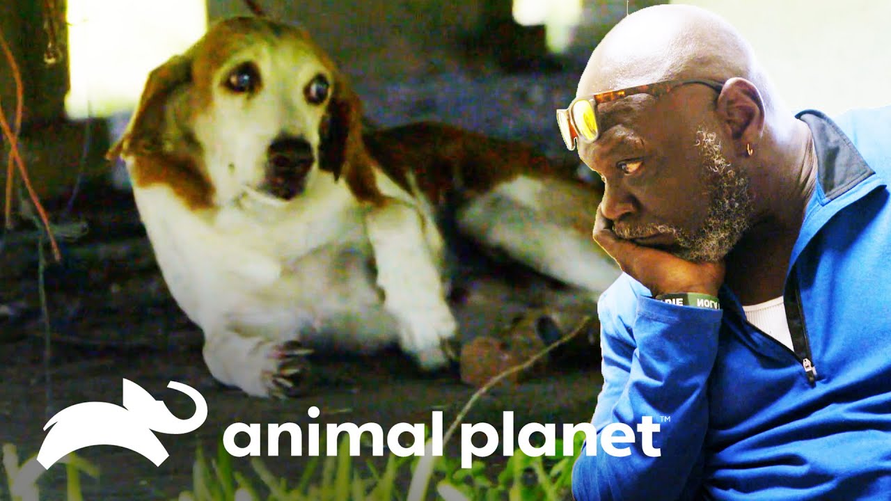 Cão cego e abandonado é resgatado | Pit bulls e condenados | Animal Planet Brasil