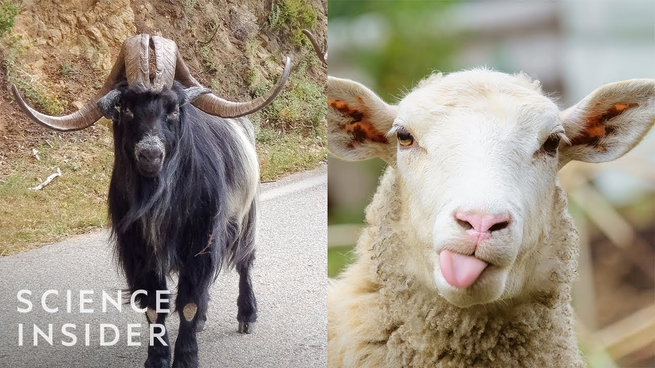 How Animals Looked Before We Bred Them