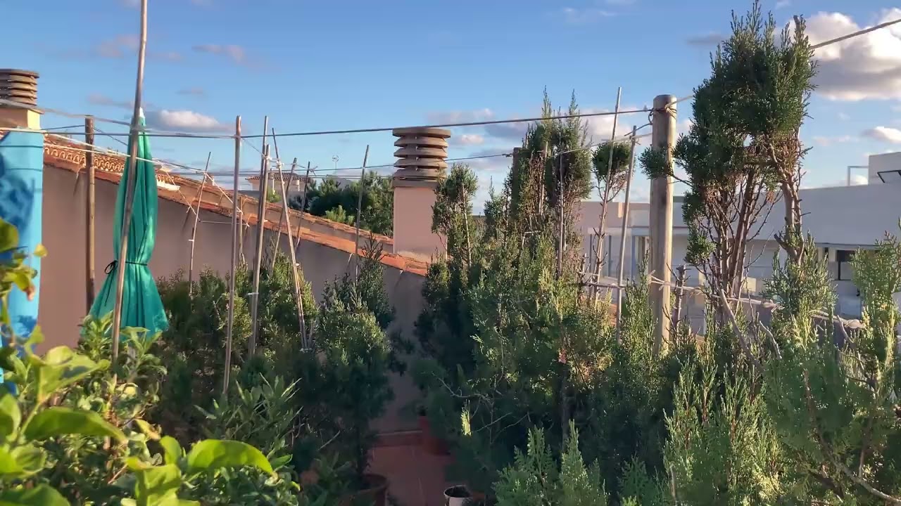 Colonia de Sant Jordi 2026 01 07