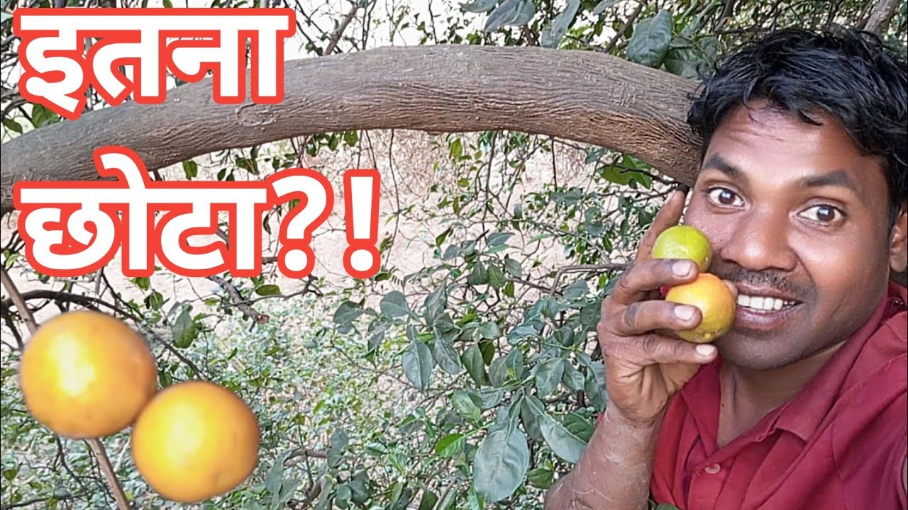 विश्वास नहीं होगा! इतना छोटा संत्रा आपने कभी नहीं देखा 😲🍊#dailyvlog 
