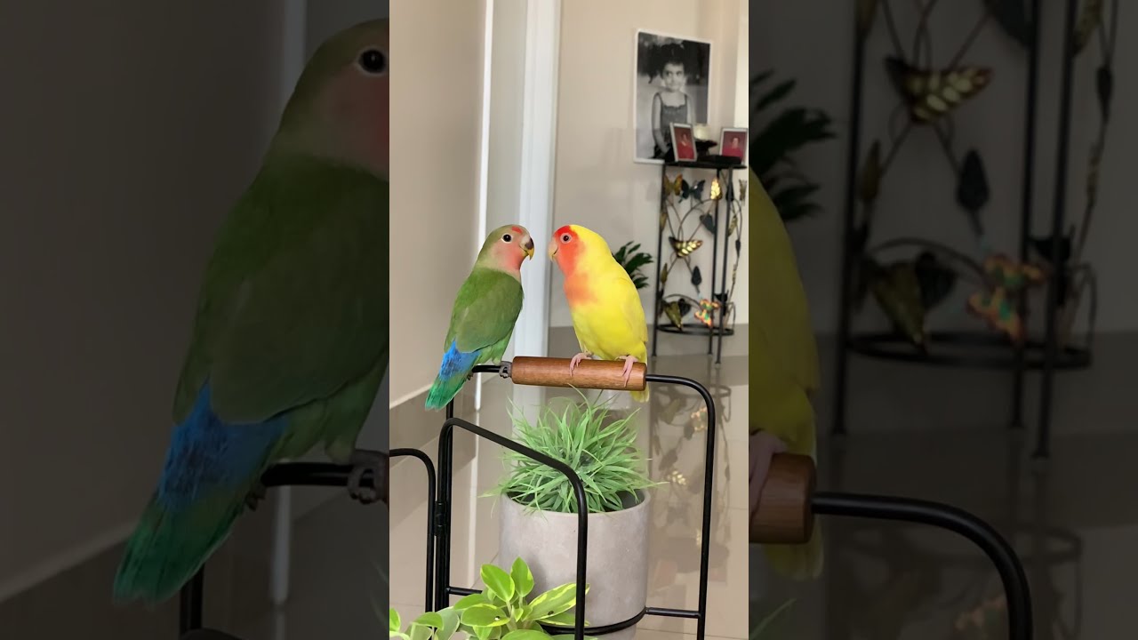 Miami Lovebirds - Peach Faced Lovebird Beauty