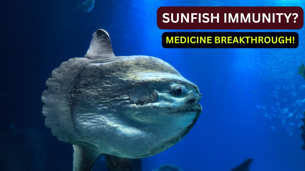 Sunfish Immunity: The Breakthrough Future of Human Medicine.