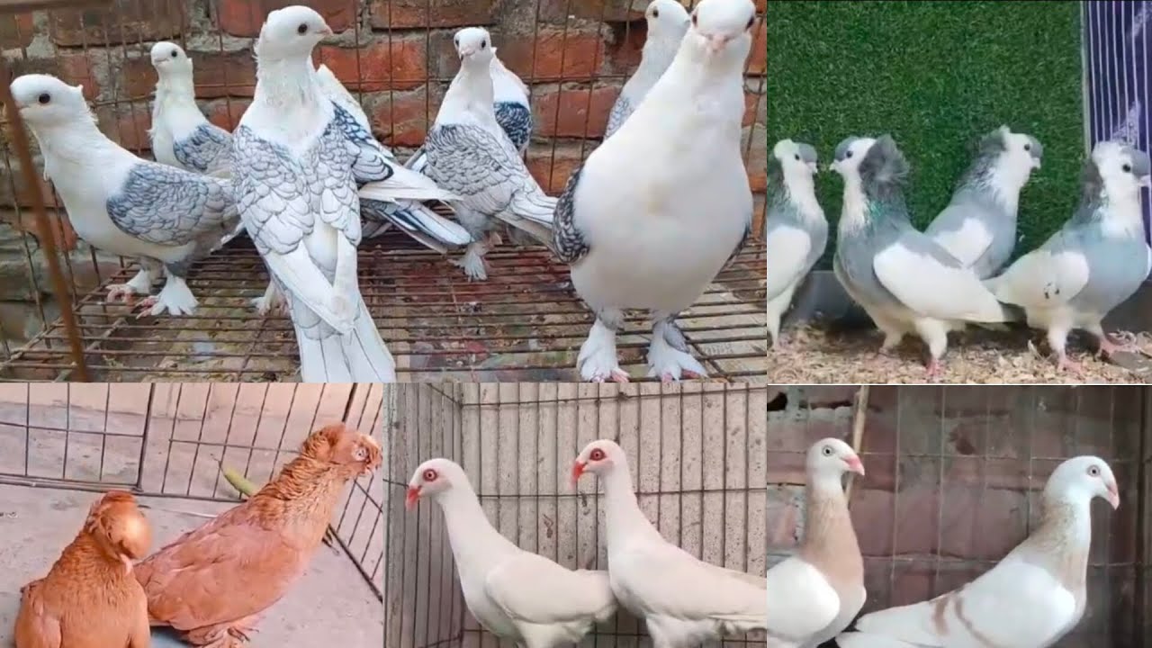 🕊️🇮🇳🕊️ FANCY PIGEONS SALE IN INDIA🕊️🇮🇳🕊️ TRANSPORT POSSIBLE ALL OVER INDIA 🕊️🇮🇳🕊️